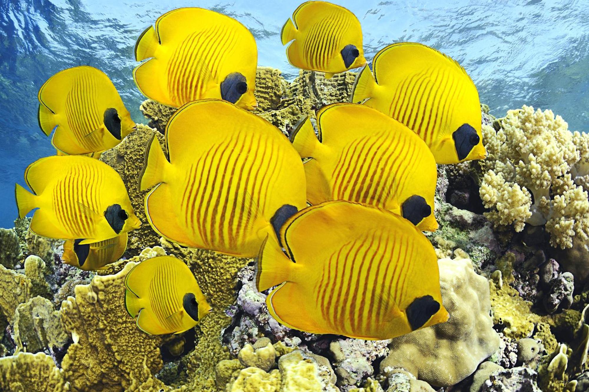 Roxon Red Sea Eilat - Adults Only Hotell Eksteriør bilde